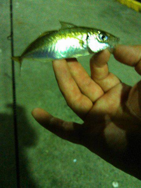 夕マヅメから夜にかけて